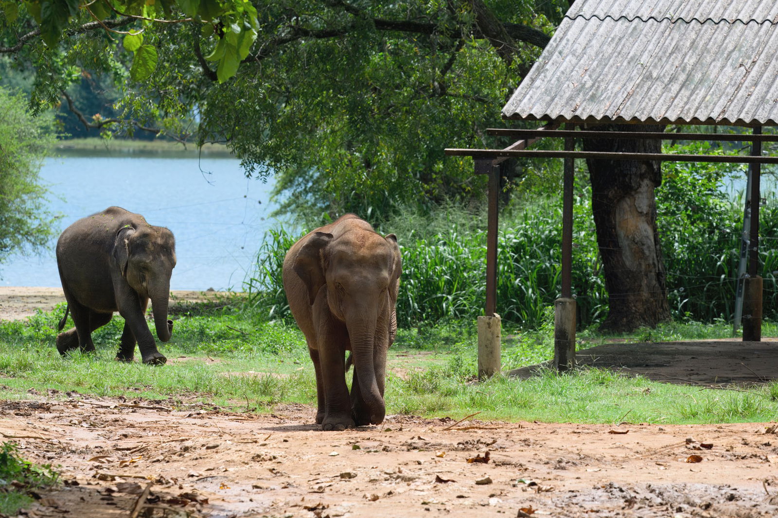 Colombo – Habarana | Zi libera / Optional „Pinnawala & Dambulla”