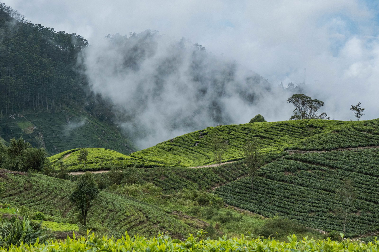 Kandy – Nuwara Eliya | Optional „Gradina Botanica Haggala”