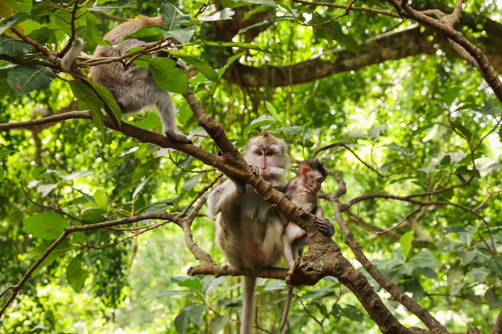 Excursie Circuit panama-pentru-toti