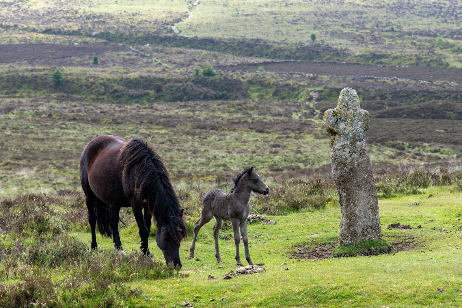 Excursie Plymouth si Parcul National Dartmoor