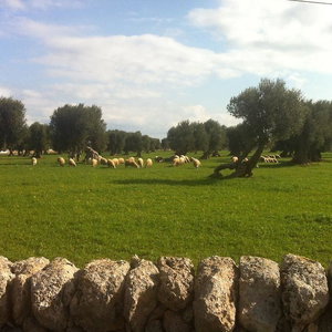Hotel Masseria Pelosella cazare Fasano