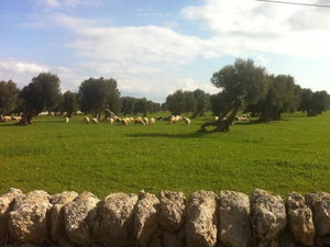 Hotel Masseria Pelosella cazare Fasano