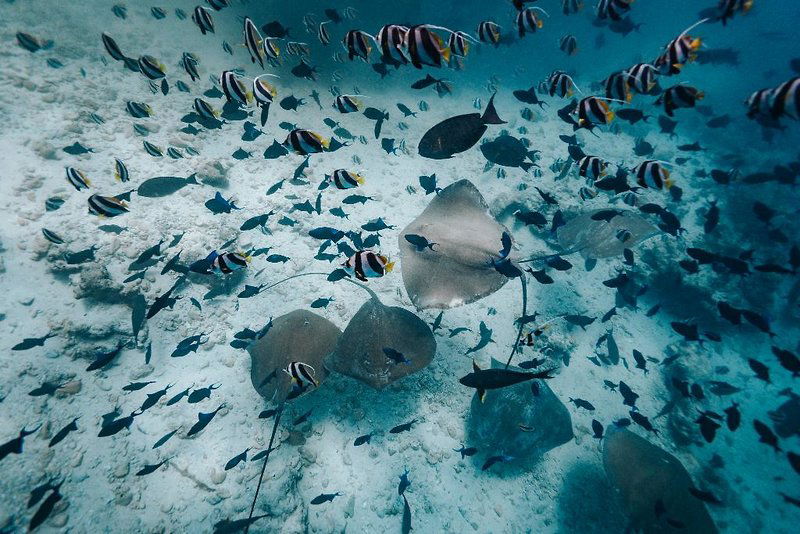 Hotel Kaani Palm Beach