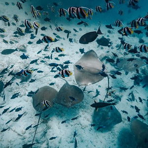 Sejur Kaani Palm Beach vacanta Maafushi