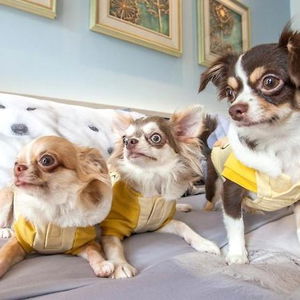 Hotel Hill Fresco Pattaya cazare Bang Lamung