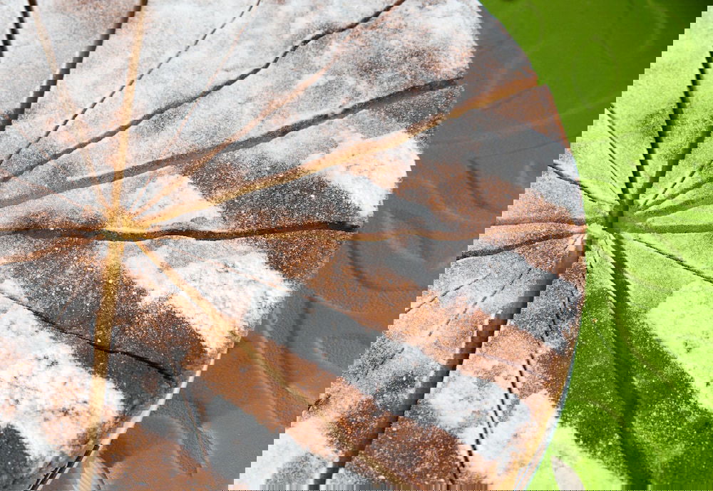 Hotel De Maria House Bed And Breakfast