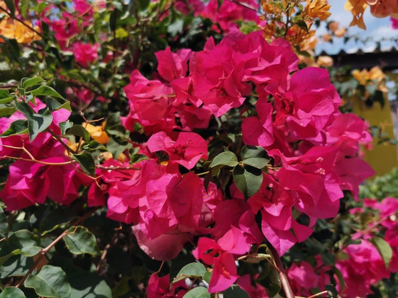 Lanta Garden Home