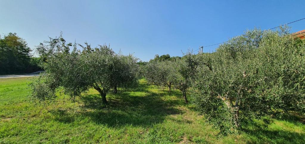 Hotel New Apartments Škofije Ankaran