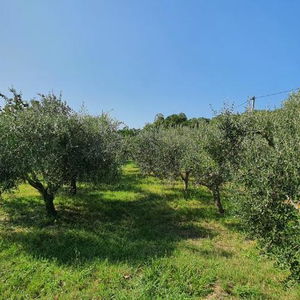 Hotel New Apartments Škofije Ankaran cazare Koper