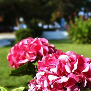 Hotel Villa Iris cazare Skala Prinos