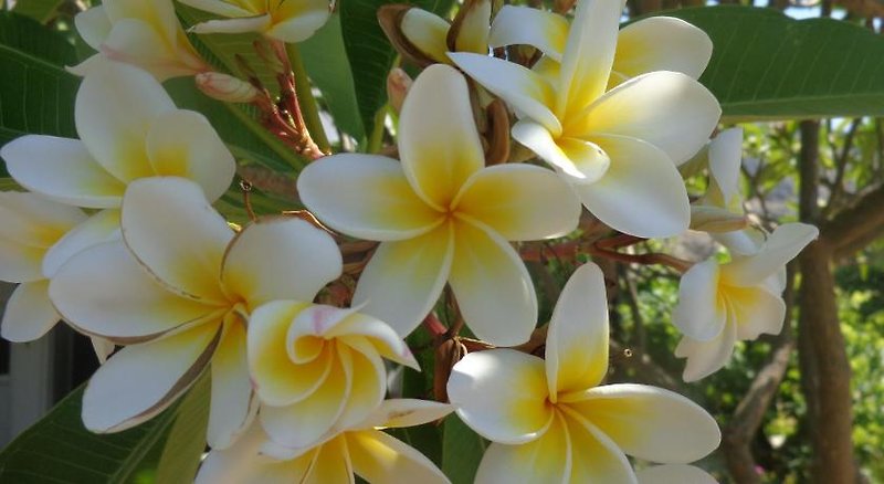 Hotel Nicholas Beach Studios