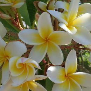 Sejur Nicholas Beach Studios vacanta Lardos