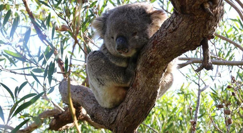 Hotel Limani Motel Port Lincoln