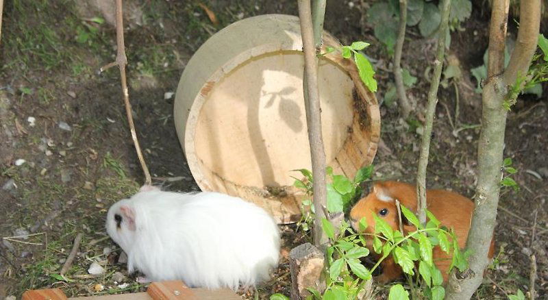 Hotel Hotel & Chalet Dorfer