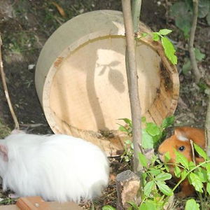 Hotel Hotel & Chalet Dorfer cazare Grossarl