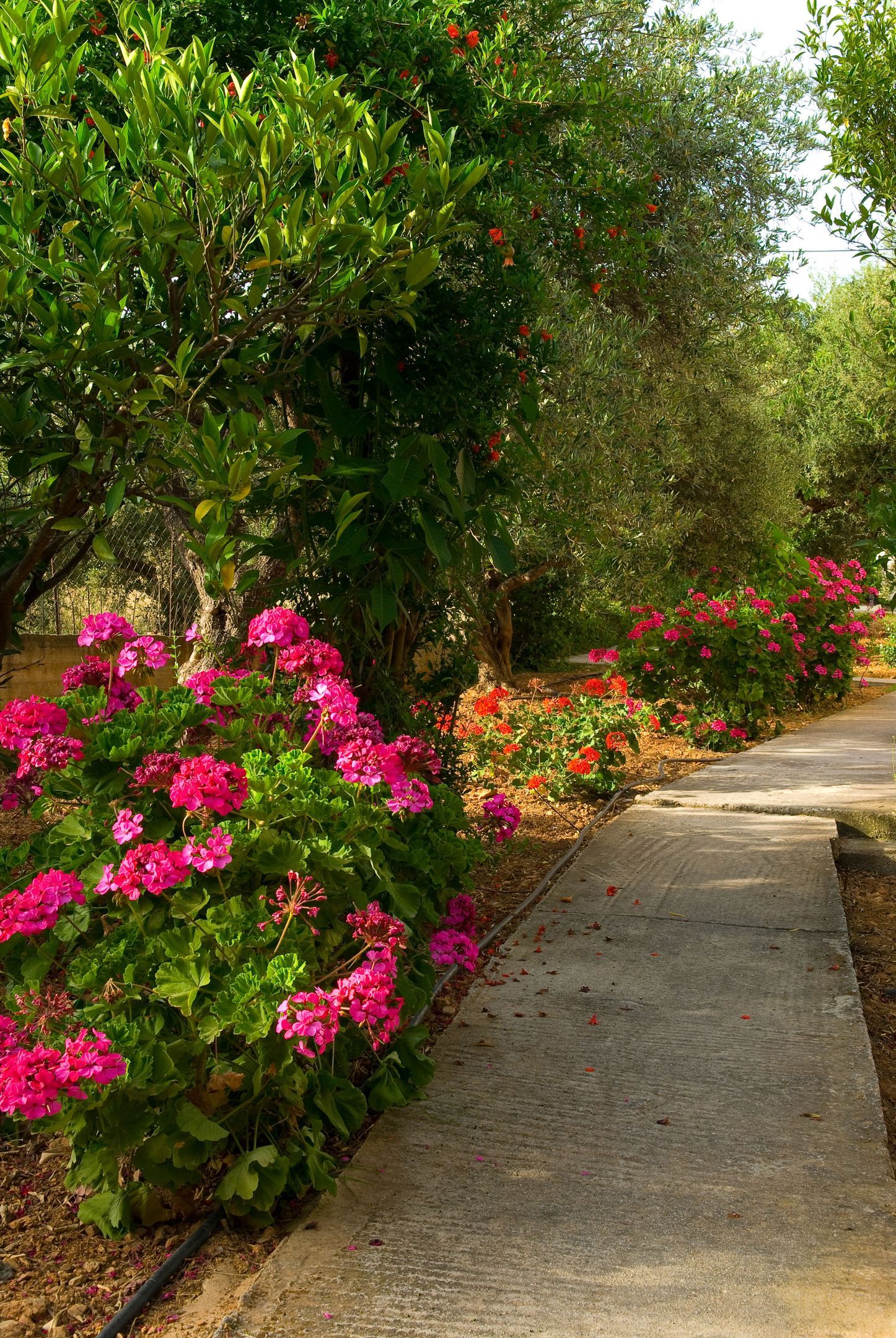 dal travel Mirabella Apartments Agios Nikolaos