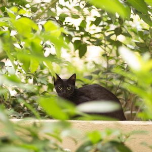 Hotel Gatto Perso Luxury Studios & Apartments cazare Salonic