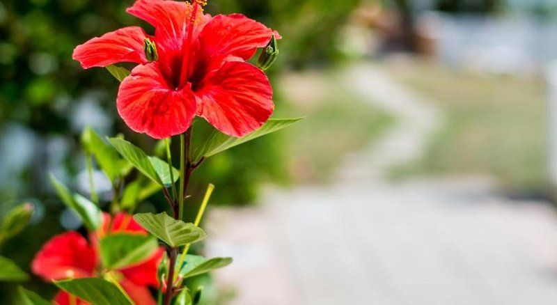 Hotel Salora Studio-Apartments