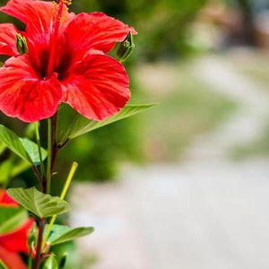 Hotel Salora Studio-Apartments cazare Archangelos