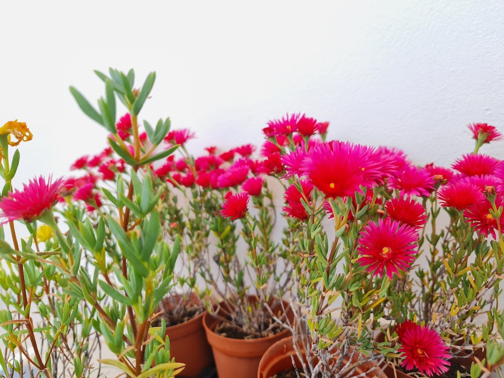 Hotel Sunlight House