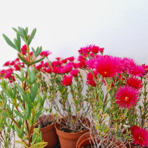 Hotel Sunlight House cazare Faro