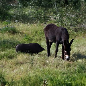 Hotel Monte Gois Country House E Spa cazare Almodovar