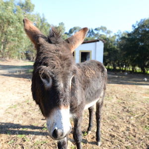 Hotel Quinta Da Samoqueirinha cazare Vila Nova de Milfontes