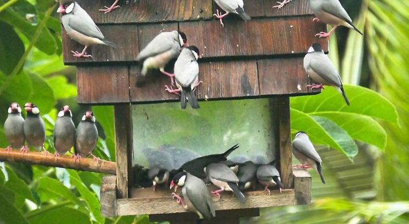 Hotel Hale Maluhia Country Inn