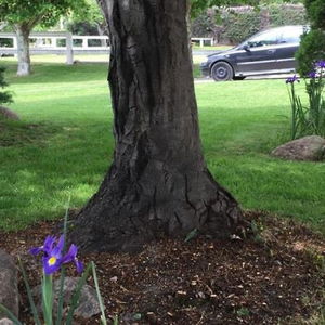 Sejur Yeguada La Parrilla vacanta El Escorial