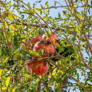 Hotel Julipapas Gardens cazare Kissonerga