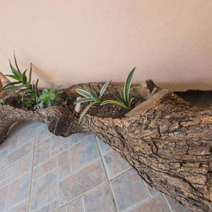 Hotel Summer Dream cazare Vlachata