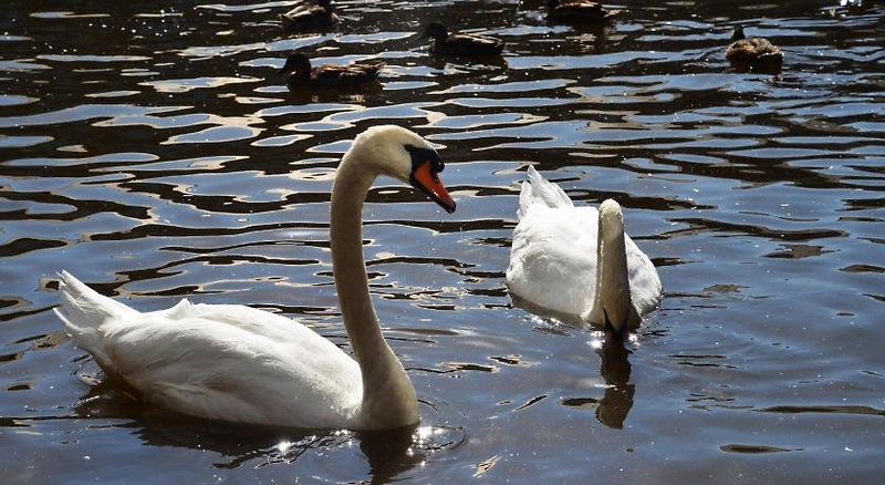 Hotel Tewitfield Marina