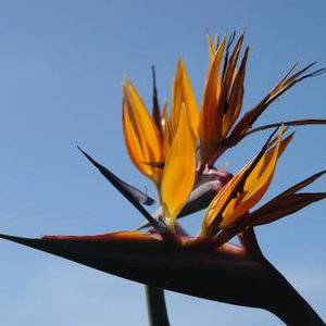 Hotel Quinta Sao Goncalo cazare Madeira