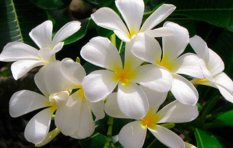 Hotel Sureyya Hotel By Kalipso