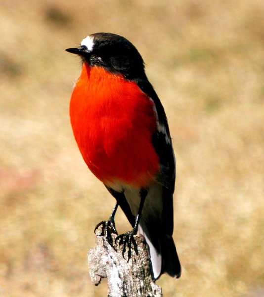 Hotel Lumera Chalets