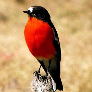 Hotel Lumera Chalets cazare St Marys