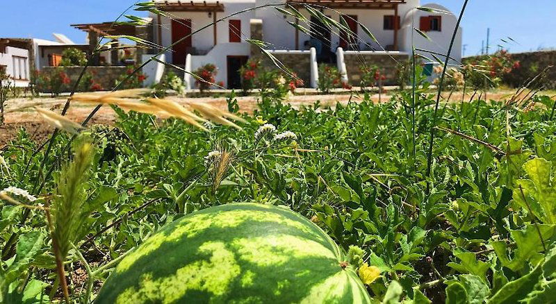 Hotel Myconian Brothers