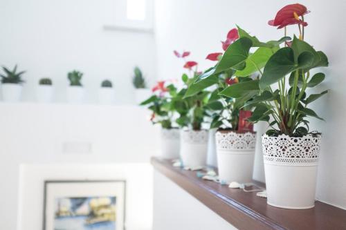 Hotel B&B Acquapazza