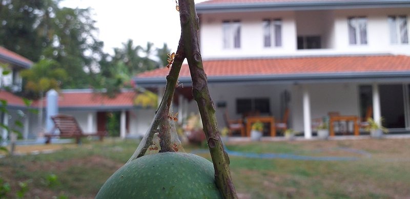 Hotel Anuhas Airport Villas