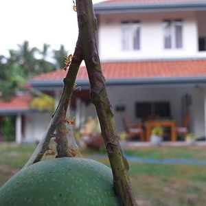 Hotel Anuhas Airport Villas cazare Sri Lanka