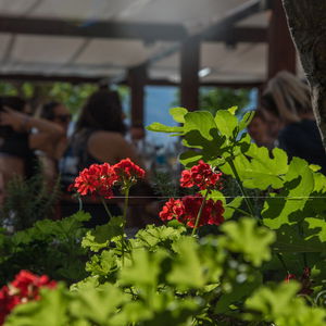 Hotel Hotel Zanè cazare Pag