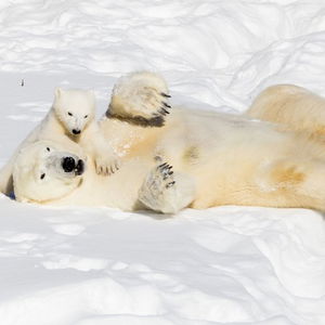 Hotel Villa Virpi cazare Rovaniemi