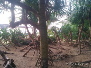 Hotel Ravana Beach Cabanas & Restaurent cazare Sri Lanka