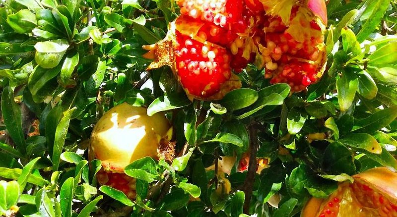 Hotel Joanna Apartments