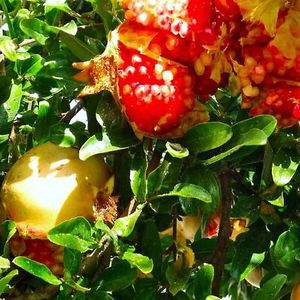 Hotel Joanna Apartments cazare Agia Pelagia