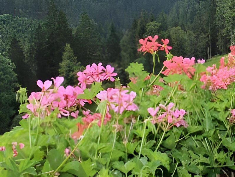 Hotel Ruhehotel & Naturresort Rehbach