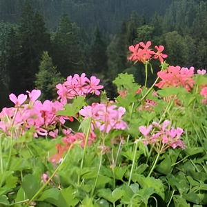 Hotel Ruhehotel & Naturresort Rehbach cazare Schattwald