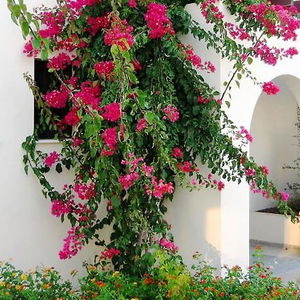 Sejur Aura Holiday Villas vacanta Kissonerga