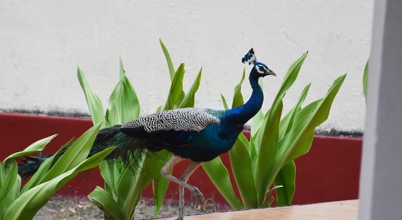 Hotel Nilaveli Crystal Blue Hotel