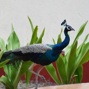 Hotel Nilaveli Crystal Blue Hotel cazare Trincomalee